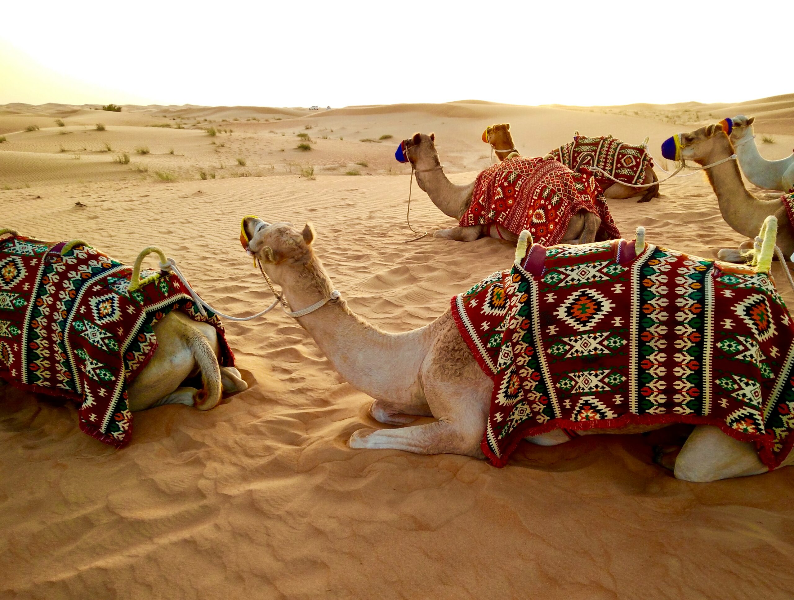 05-desert-safari
